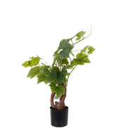 Vinplante 55 cm